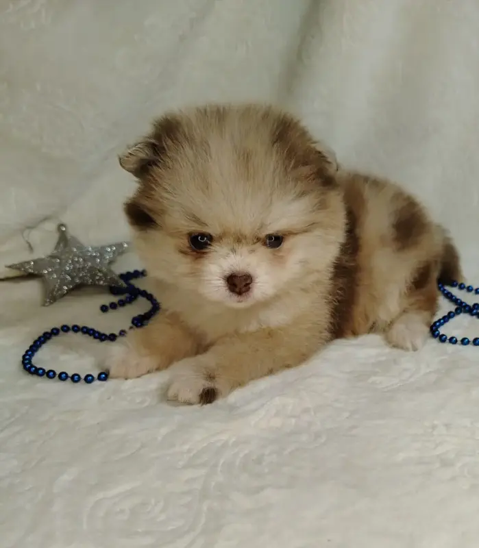 Померанские шпицы мини: шоколадный и мерле. - Вся Беларусь - 231066 - Доска объявлений Kupika.by - Фото 5