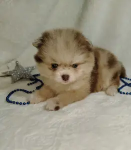 Померанские шпицы мини: шоколадный и мерле.