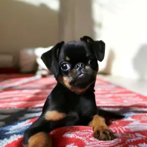 Пти-брабансон щенок-кобель 4 месяца