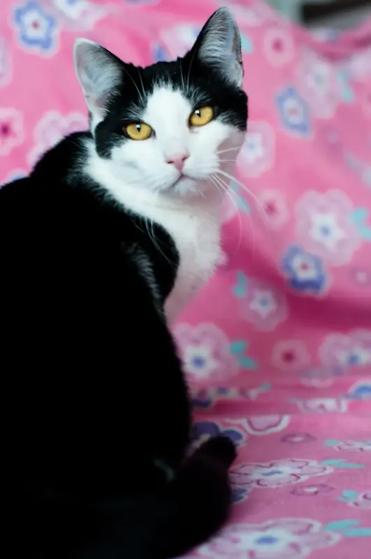 Рейна - кошка подарок судьбы