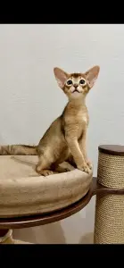 Абиссинский котёнок, девочка