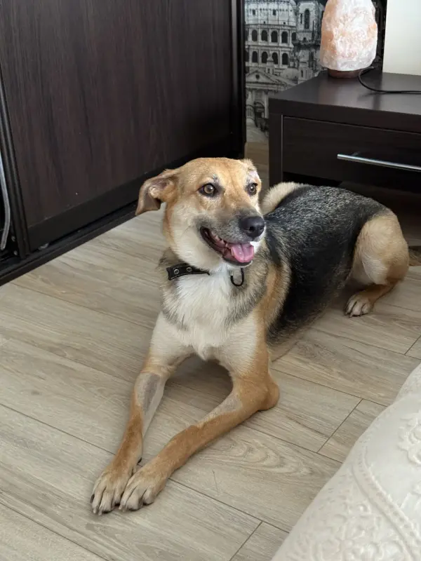 Собака девочка Миюшка с добрые руки - Вся Беларусь - 231350 - Доска объявлений Kupika.by - Фото 7