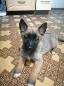 Щенки немецкой овчарки.