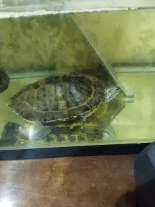 Аквариум 50л и черепаха бесплатно