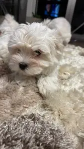 Щенки мальтийской болонки 1 девочка 3 мальчика