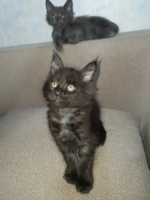 Кошки - Котята мейн-кун - Вся Беларусь - Фото 3 Котята мейн-кун - Вся Беларусь - 229671 - Доска объявлений Kupika.by - Фото 3