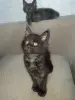 Кошки - Котята мейн-кун - Вся Беларусь - Фото 3 Котята мейн-кун - Вся Беларусь - 229671 - Доска объявлений Kupika.by - Фото 3