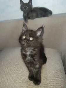 Котята мейн-кун