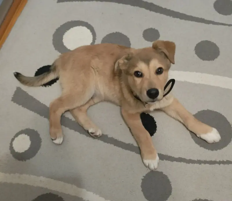 Щенки - Вся Беларусь - 231020 - Доска объявлений Kupika.by - Фото 6