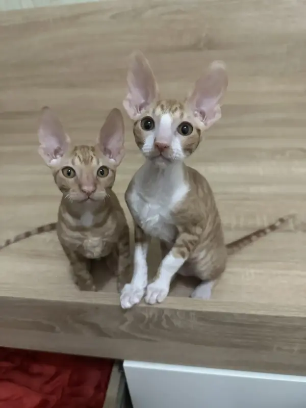 Корниш- рекс котята