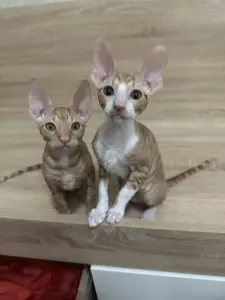 Корниш- рекс котята