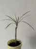 Комнатные растения - Растение Драцена - Вся Беларусь Растение Драцена - Вся Беларусь - 229718 - Доска объявлений Kupika.by