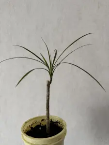 Растение Драцена