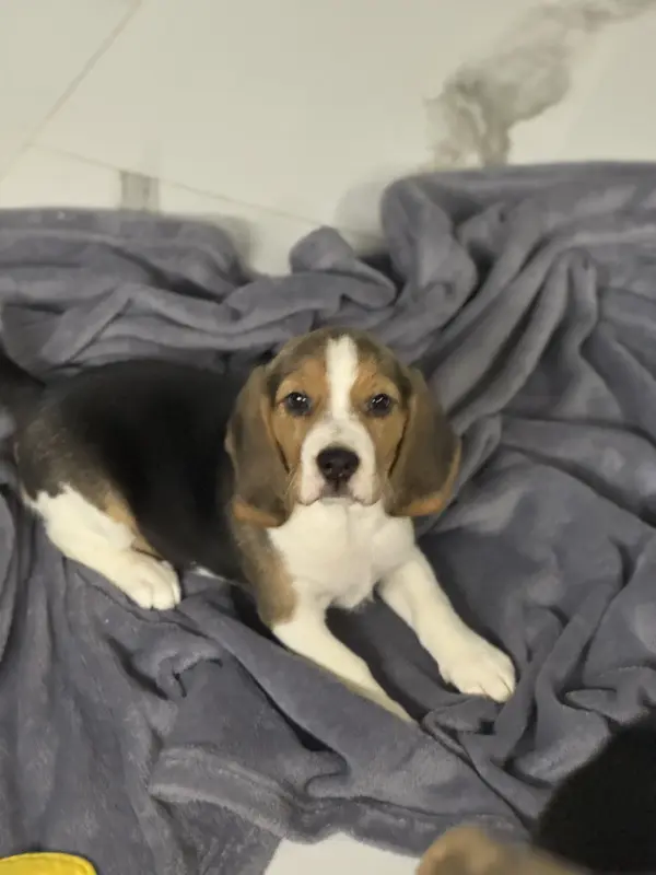 Щенок Бигль