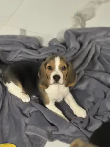 Щенок Бигль