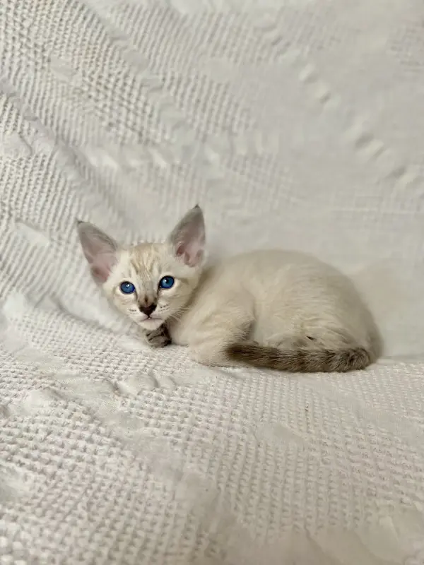 Кошки - Котята петерболд - Вся Беларусь - Фото 4 Котята петерболд - Вся Беларусь - 230095 - Доска объявлений Kupika.by - Фото 4