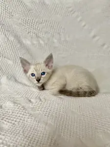 Котята петерболд