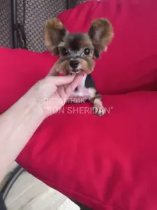 Мини девочка