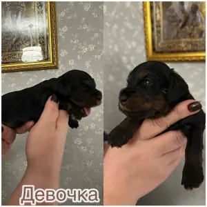 Щенки той-пудель