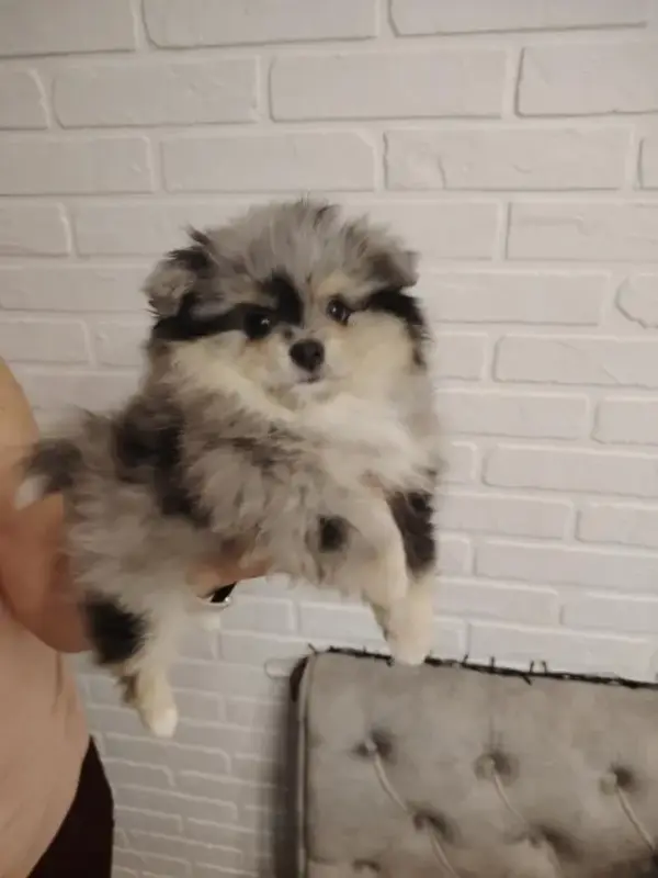 Собаки - Продажа щенков померанского шпица - Вся Беларусь - Фото 3 Продажа щенков померанского шпица - Вся Беларусь - 230323 - Доска объявлений Kupika.by - Фото 3