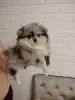 Собаки - Продажа щенков померанского шпица - Вся Беларусь - Фото 3 Продажа щенков померанского шпица - Вся Беларусь - 230323 - Доска объявлений Kupika.by - Фото 3