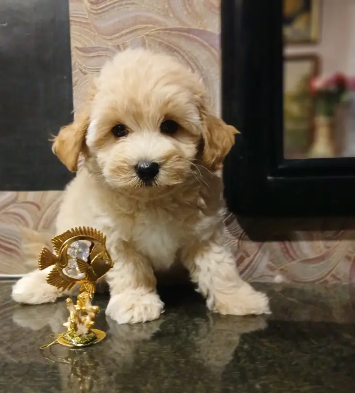 Собаки - Мальтипу F1 - Вся Беларусь - Фото 2 Мальтипу F1 - Вся Беларусь - 229608 - Доска объявлений Kupika.by - Фото 2