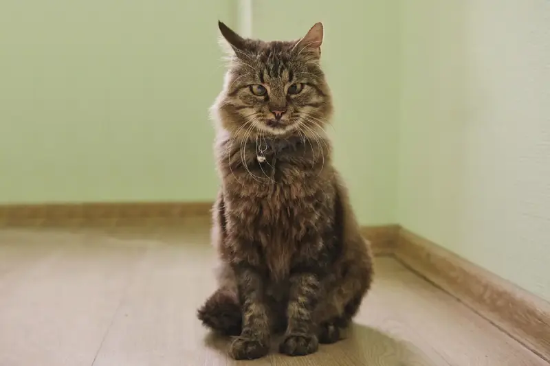 Умный молодой кот Шурик в дар