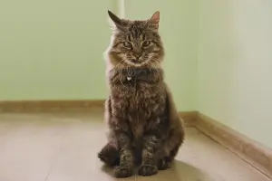 Умный молодой кот Шурик в дар