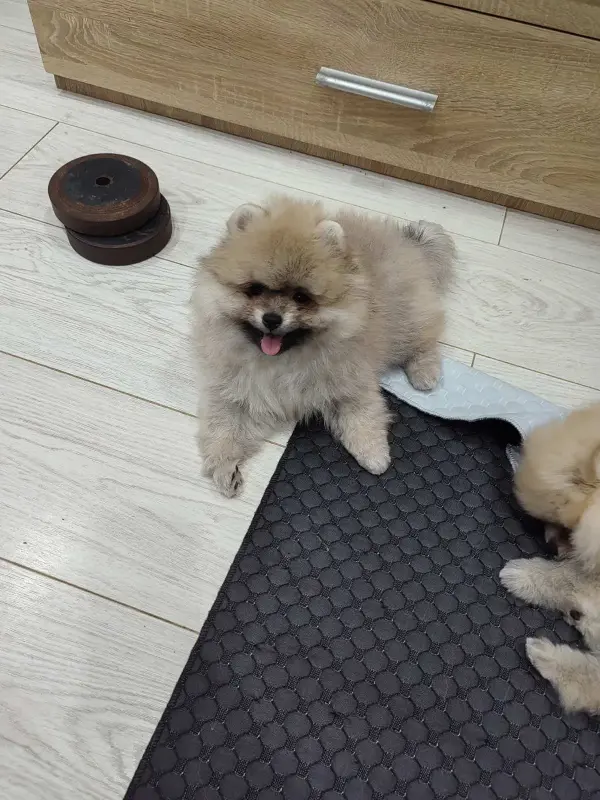 Девочка померанского шпица