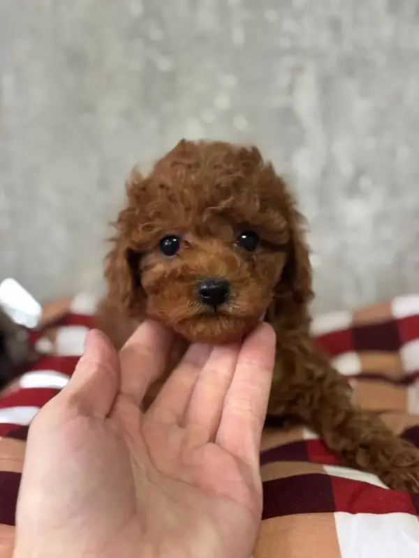 Щенки мини той-пудель китай