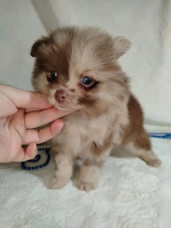 Померанский шпиц окраса мерле с Новогодней скидкой! - Вся Беларусь - 231375 - Доска объявлений Kupika.by - Фото 8