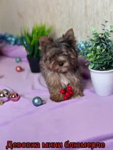 Щенки классика и цветного йорка