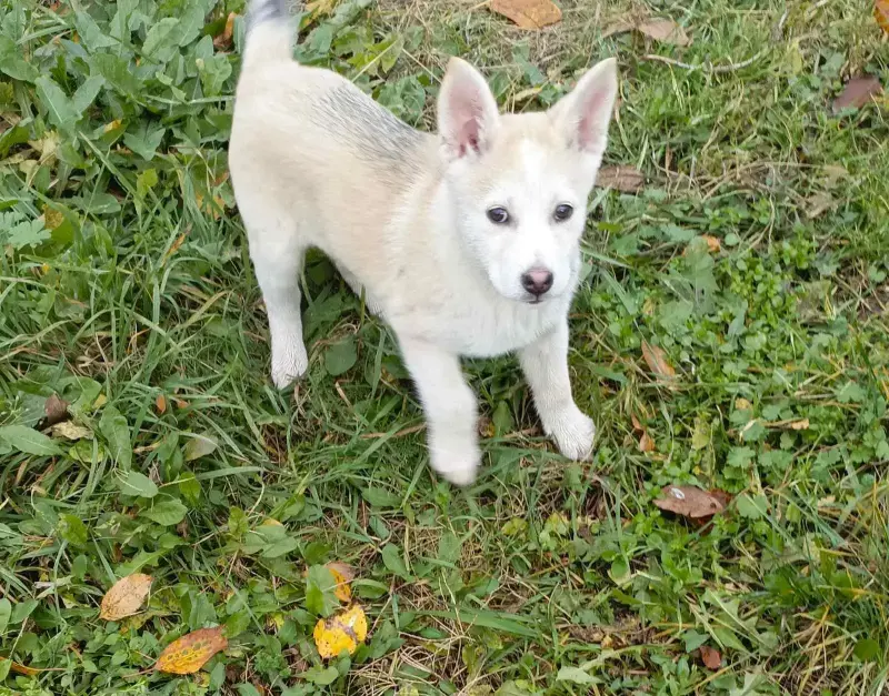 Щенки - Вся Беларусь - 231020 - Доска объявлений Kupika.by - Фото 8