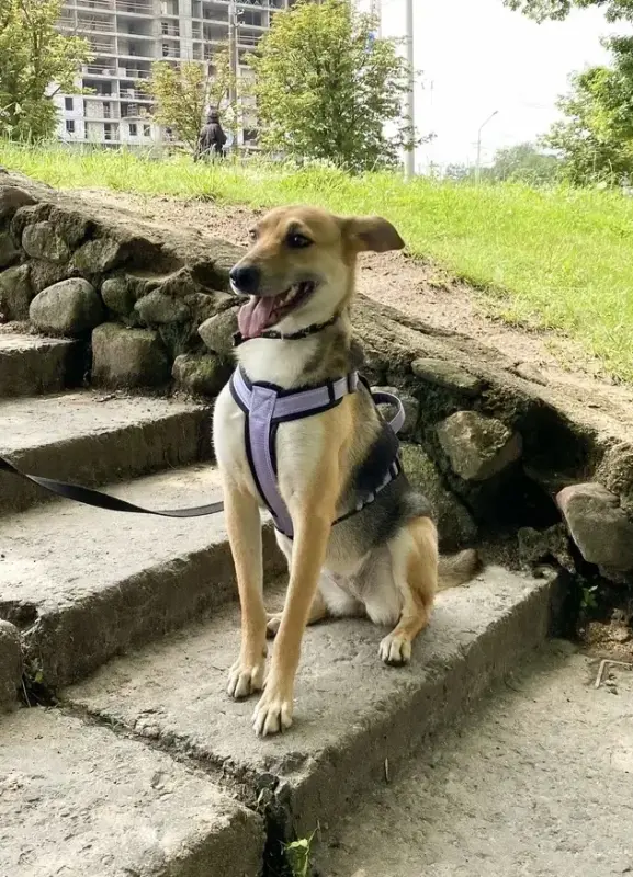 Собака девочка Миюшка с добрые руки - Вся Беларусь - 231350 - Доска объявлений Kupika.by - Фото 6