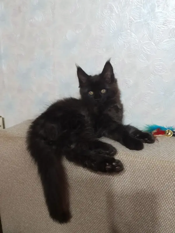 Кошки - Котята мейн-кун - Вся Беларусь - Фото 4 Котята мейн-кун - Вся Беларусь - 229671 - Доска объявлений Kupika.by - Фото 4