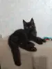 Кошки - Котята мейн-кун - Вся Беларусь - Фото 4 Котята мейн-кун - Вся Беларусь - 229671 - Доска объявлений Kupika.by - Фото 4