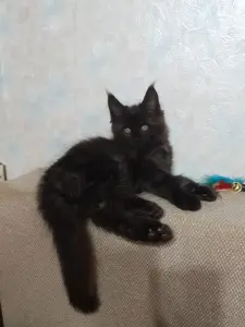 Котята мейн-кун