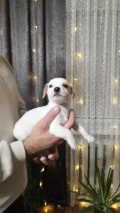 Щенок (мальчик)