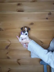Щенки Джек Рассел терьера