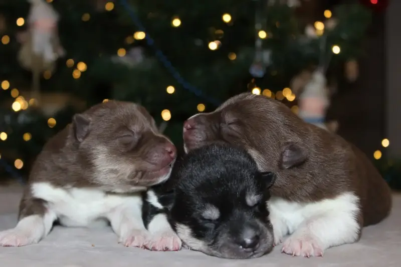 Домашние питомцы - Вся Беларусь - 217009 - Доска объявлений Kupika.by - Фото 5