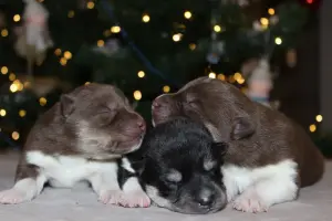 Домашние питомцы