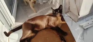 Европейская Бурма котята