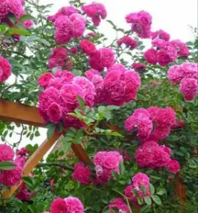 Саженец Роза мелкая плетистая розовая.