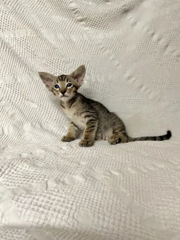 Кошки - Котята петерболд - Вся Беларусь - Фото 8 Котята петерболд - Вся Беларусь - 230095 - Доска объявлений Kupika.by - Фото 8