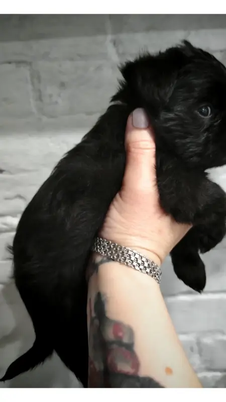 Бельгийский гриффон