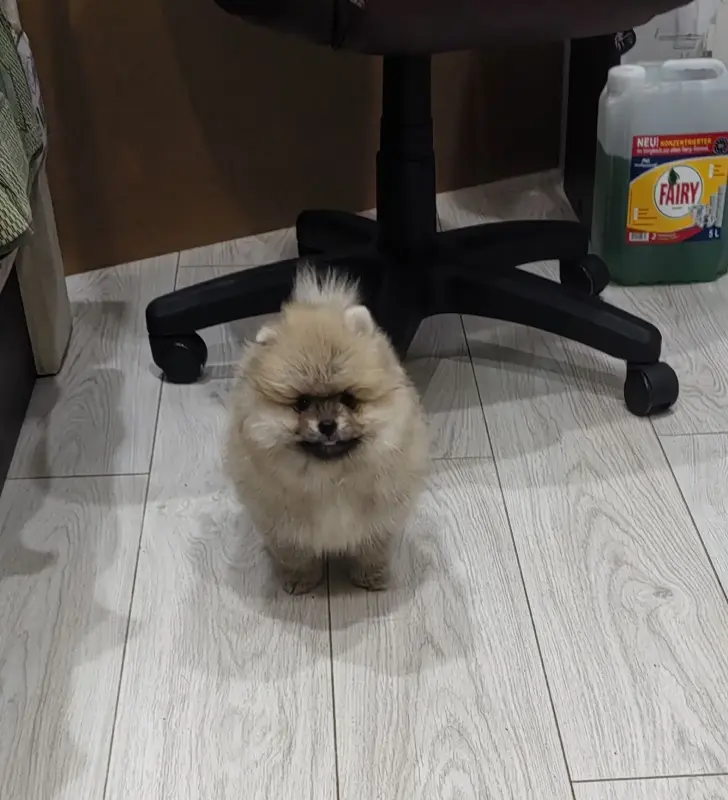 Девочки померанского шпица