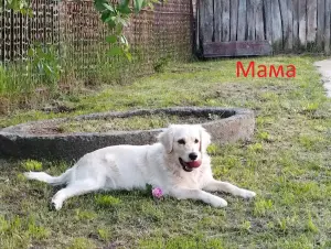 Щенки Золотистого ретривера