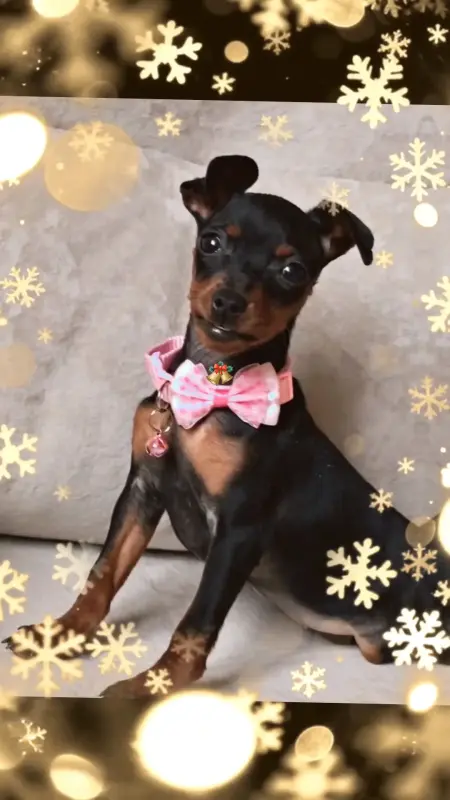 Цвергпинчер девочка