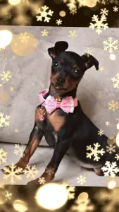 Цвергпинчер девочка