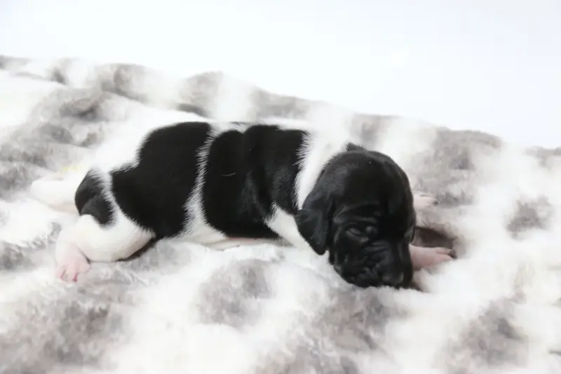 Собаки - Щенки Английского пойнтера - Вся Беларусь - Фото 6 Щенки Английского пойнтера - Вся Беларусь - 230326 - Доска объявлений Kupika.by - Фото 6